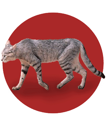 طبیعت دیاکو ایلام